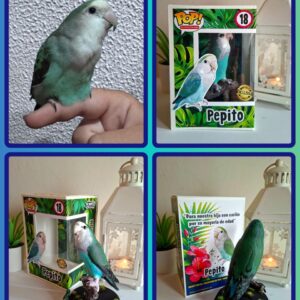 Replica Mascota Agaporni